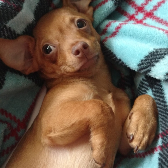 Meet your Posher, Hollie - Picture 1 of 1